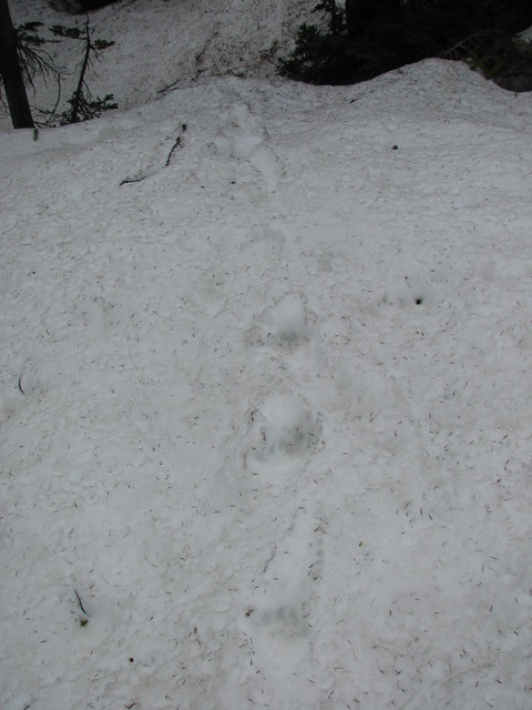 ... except for these - cougar tracks. And right around there, I crashed through the snow and hurt my knee on a rock. Um, time to turn around...