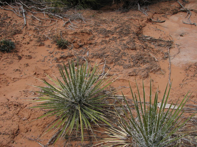 Plants, with cryptobiotic soil